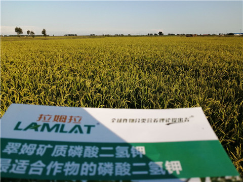 葉面肥，磷酸二氫鉀