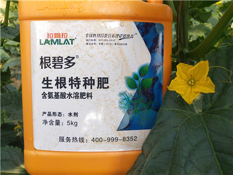 根碧多，菌劑，安碧解