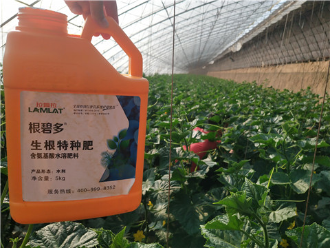 根碧多，菌劑，安碧解