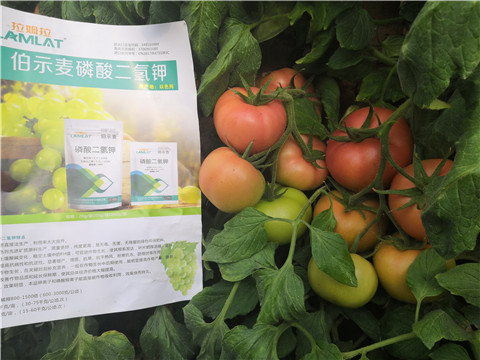 葉面肥，磷酸二氫鉀，鈣肥