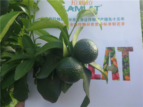 菌劑，水溶肥，