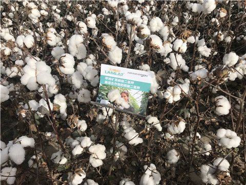 水溶肥，根碧多，生物菌劑