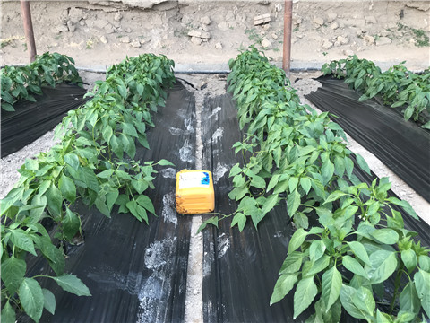 生根劑，根碧多