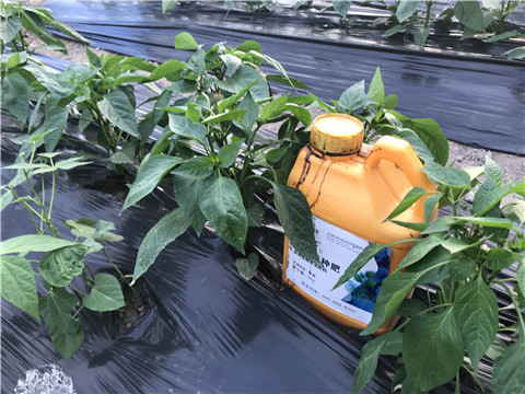 生根劑，根碧多