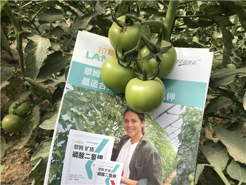 沖施肥，鈣肥