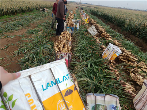 水溶肥，拉姆拉，翠姆