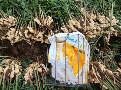 水溶肥，拉姆拉，翠姆