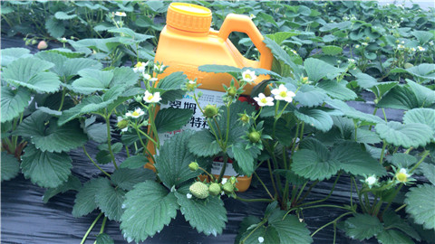 水溶肥，翠姆