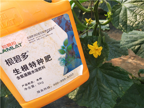 拉姆拉，根碧多，微生物菌劑