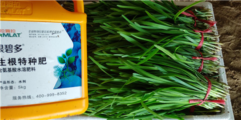 根碧多，拉姆拉