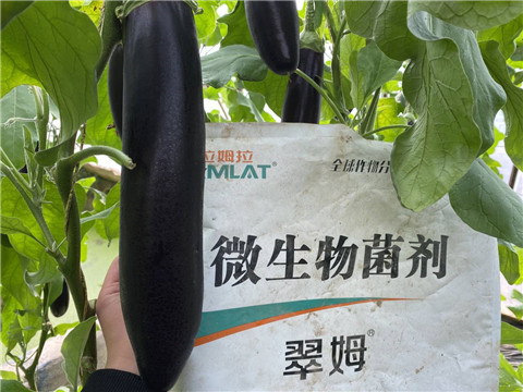 微生物菌劑，拉姆拉