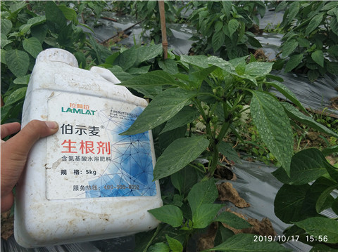 生根劑，伯示麥