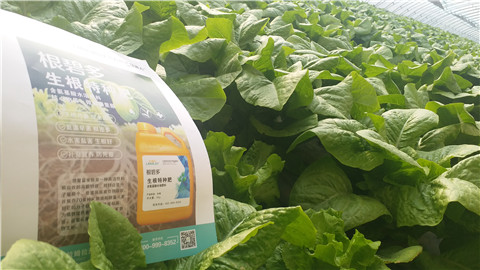 生根劑，翠姆