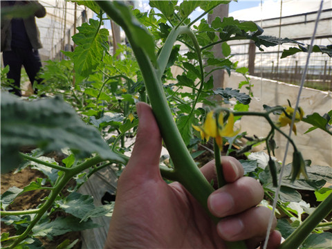 微生物菌劑 ，拉姆拉翠姆