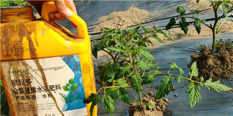 生根劑，拉姆拉