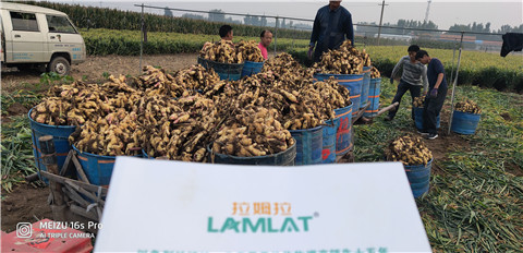 微生物菌劑，拉姆拉