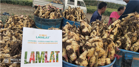 微生物菌劑，拉姆拉