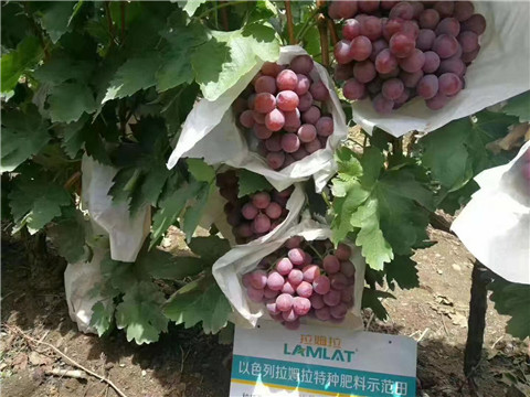 葉面肥，微生物菌劑