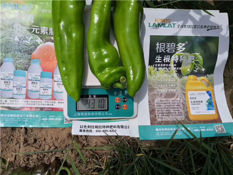 根碧多，拉姆拉