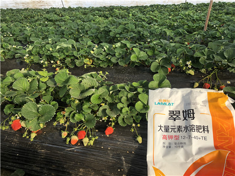 水溶肥，葉面肥，根碧多