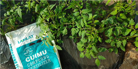 磷酸二氫鉀，鈣肥，水溶肥