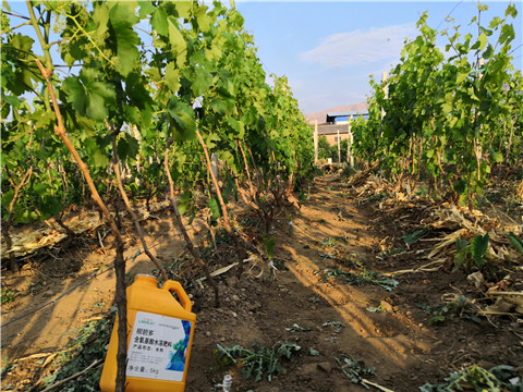 生根劑，微生物菌劑