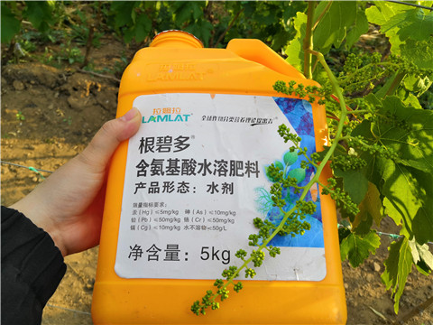 生根劑，微生物菌劑