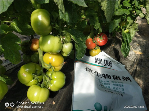 微生物菌劑，根碧多，磷酸二氫鉀