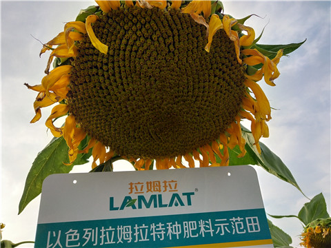 微生物菌劑，根碧多