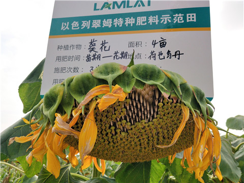 微生物菌劑，根碧多