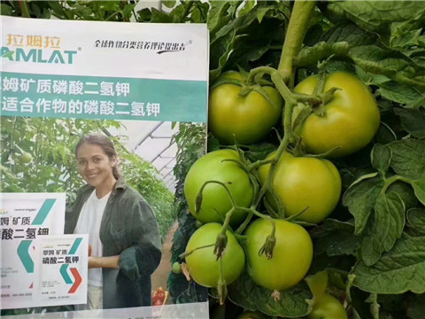 磷酸二氫鉀，鈣肥，水溶肥