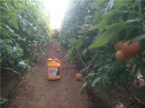 根碧多，微生物菌劑