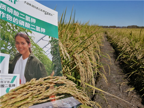 葉面肥，磷酸二氫鉀，安碧解