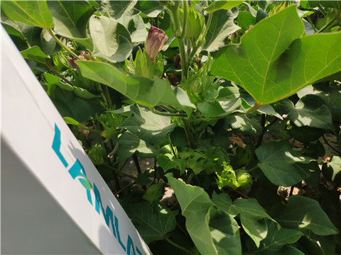 魚蛋白水溶肥，拉姆拉，翠姆