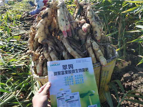 微生物菌劑，拉姆拉