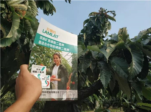 葉面肥，硼肥，磷酸二氫鉀