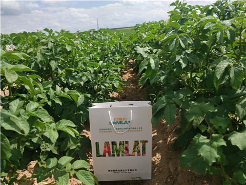 沖施肥，水溶肥，伯示麥