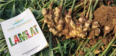 水溶肥，大姜，拉姆拉