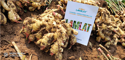 水溶肥，大姜，拉姆拉