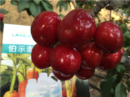 生根劑，微生物菌劑，拉姆拉，伯示麥