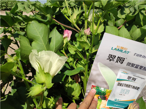 微生物菌劑，拉姆拉