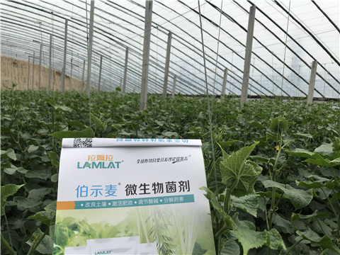 微生物菌劑，生根劑，拉姆拉