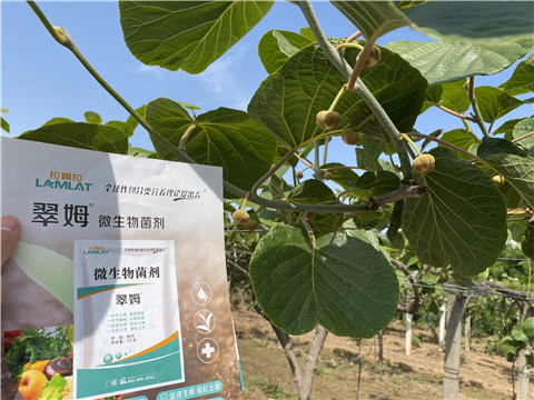 微生物菌劑，拉姆拉