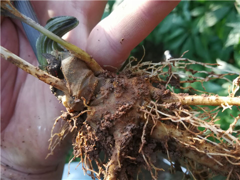 微生物菌劑，翠姆，拉姆拉