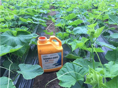生根劑，魚(yú)蛋白水溶肥，拉姆拉