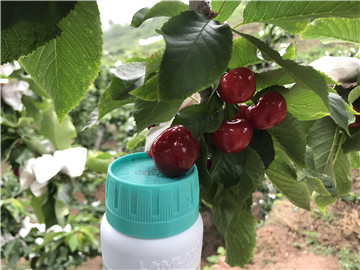 鈣肥，拉姆拉，翠姆