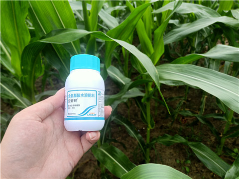 安碧解，拉姆拉