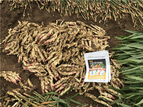 水溶肥，磷酸二氫鉀