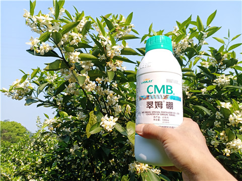 硼肥，拉姆拉，翠姆