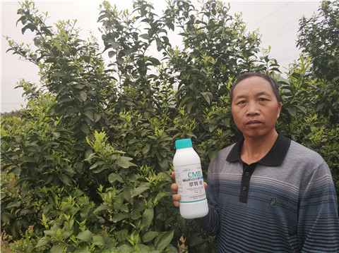 硼肥，拉姆拉，翠姆